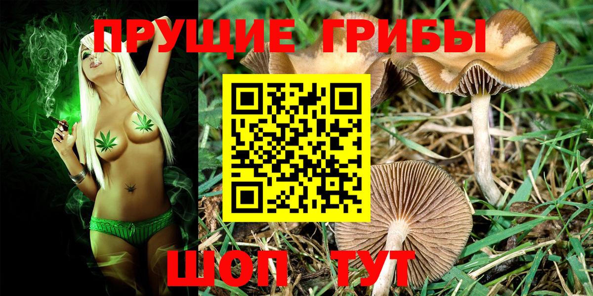 Псилоцибиновые грибы Cubensis  Вход с VPN  Богородицк 